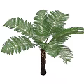Green Fern Plant With Vibrant Green Fronds And Sturdy Brown Trunk