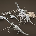 Dinosaur and Animal Skeleton Models Collection with Various Species and Sizes