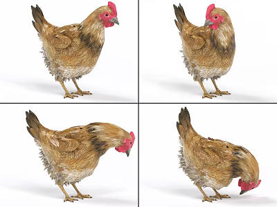 Hen with Bound and Animated Old Hen Poultry 3d model