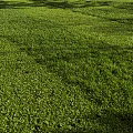 Lush Green Grass Field With Neatly Arranged Rows Under Warm Sunlight