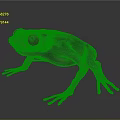 Green Frog with Red Eyes in 3D Model on Dark Background 3d model