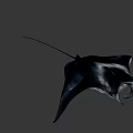 White Manta Ray With Black Spots Swimming In Deep Blue Ocean
