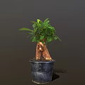 Lush Potted Bonsai Plant with Thick Trunk Exposed Roots and Green Leaves in Black Pot