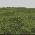 Green Plant Combination With Lush Various Foliage And Dense Outdoor Garden Coverage