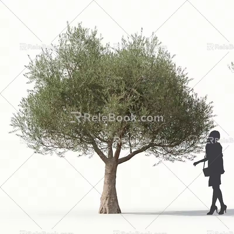 Olive Tree Olive Street Trees Roadside Trees Community Greening Big Olive Trees 3d model