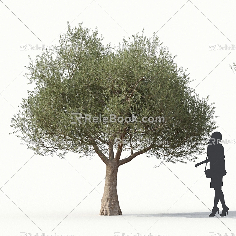 Olive Tree Olive Street Trees Roadside Trees Community Greening Big Olive Trees 3d model