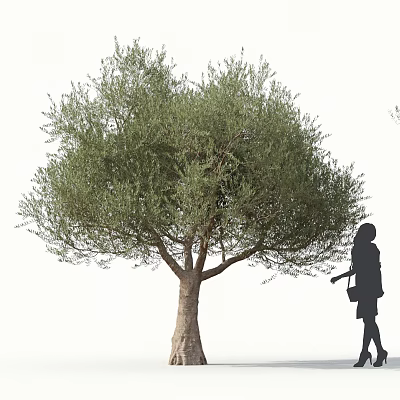 Olive Tree with Lush Green Foliage and Trunk and Woman Silhouette Walking with Bag 3d model