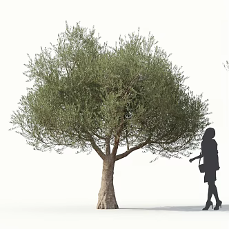 Olive Tree Olive Street Trees Roadside Trees Community Greening Big Olive Trees 3d model