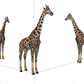 Three Giraffes Standing Together on White Background in Natural Habitat