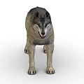 Realistic 3D Wolf Model With Gray And White Fur In Standing Posture On White Background