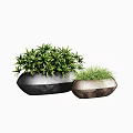 Small Bonsai Potted Plants with Green Lush Foliage in Textured Stone Containers