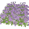 Vibrant Purple Flowers with Small Blooms and Lush Green Leaves in Dense Cluster