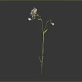 Three White Petal Yellow Center Daisies With Green Stem And Leaves