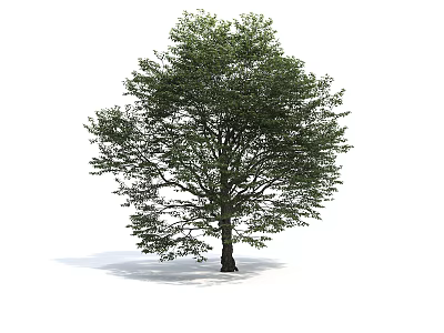 Lush Green Arbor With Dense Foliage And Strong Trunk In Natural Form 3d model