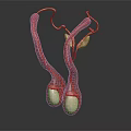 Anatomical 3D Rendering of Male Reproductive Organs Testes and Epididymis