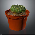 Decorative Green Cactus Houseplant With Yellow Spines In Red Pot And Brown Pebbles