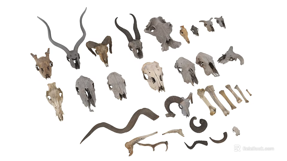Diverse Collection of Animal Skulls and Horns in Various Shapes and Sizes 3d model 