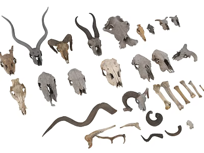 Diverse Collection of Animal Skulls and Horns in Various Shapes and Sizes 3d model