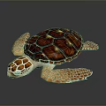 Reptile Sea Turtle With Glossy Red Orange Shell And Intricate Pattern On Reflective Dark Background