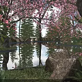 Flowering Trees with Pink Blossoms Reflecting in Pond Surrounded by Rocks and Green Grass