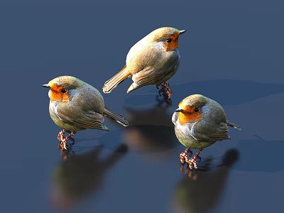 Three Small Birds With Orange Breasts Perched On Shiny Surface With Clear Reflections 3d model