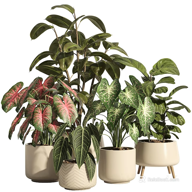 Bonsai Potted Plants With Colorful Green And Pink Leaves In White Ceramic Pots 3d model 