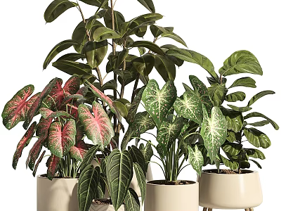 Bonsai Potted Plants With Colorful Green And Pink Leaves In White Ceramic Pots 3d model