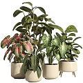 Bonsai Potted Plants With Colorful Green And Pink Leaves In White Ceramic Pots