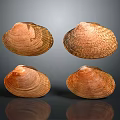 Four Brown Textured Clam Shells On Gray Background With Reflections 3d model