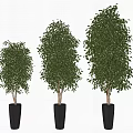 Decorative Potted Bonsai Trees With Different Heights And Green Leaves In Black Pots