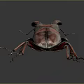 Detailed View of Red Brown Rhinoceros Beetle With Large Mandibles on Dark Background