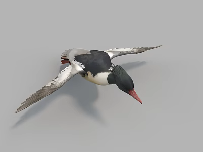 Flying Duck With Red Beak And Black White Feathers Spread Wings In Flight 3d model