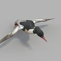 Flying Duck With Red Beak And Black White Feathers Spread Wings In Flight