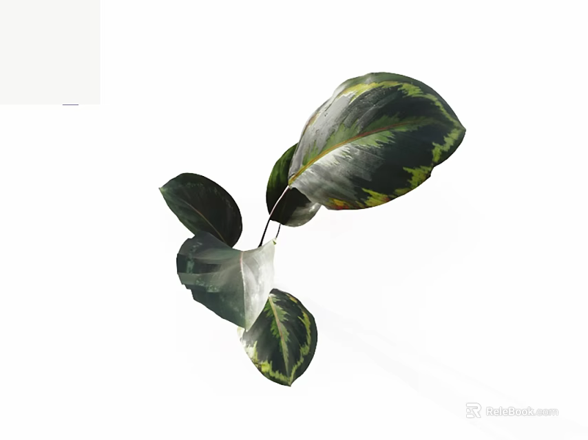 Large Variegated Green Yellow Leaves With White Background For Home Decor 3d model 