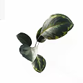 Large Variegated Green Yellow Leaves With White Background For Home Decor