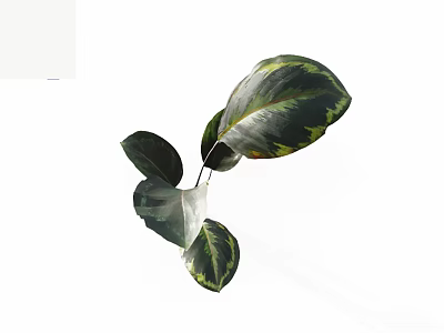 Large Variegated Green Yellow Leaves With White Background For Home Decor 3d model