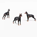 Three Doberman Dog Figurines Standing In Different Poses On White Background 3d model