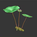 Lotus Plant With Pink Bloom Green Leaves Yellow Roots And Reflection