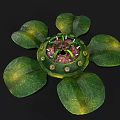 Green Water Lily Plant With Large Leaves And Central Flower Structure