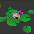 Stunning Pink Lotus Flowers with Fresh Green Leaves on Dark Background Water Plant