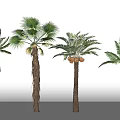Tropical Palm Trees with Green Fronds Brown Trunks and Coconut Fruits 3d model
