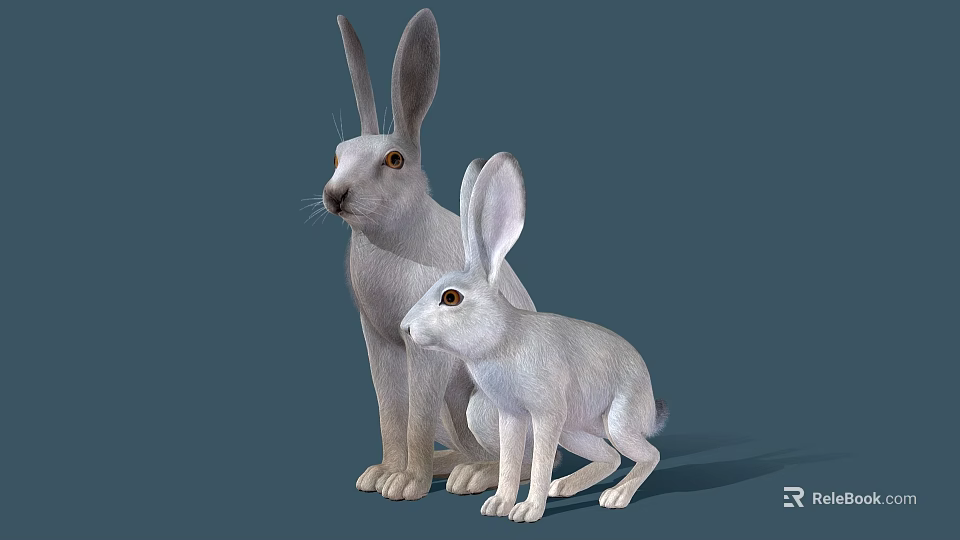 Two White Rabbits Adult and Baby with Soft Fur on Blue Background 3d model 