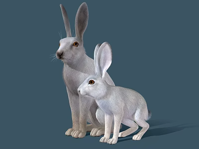 Two White Rabbits Adult and Baby with Soft Fur on Blue Background 3d model