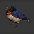 Vibrant Swallow with Blue Wings Orange Chest Perched on Dark Background
