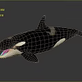 Orca Marine Animal With Black And White Body Open Mouth And Dorsal Fin