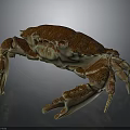 Spotted Brownish Red Crab With Large Claws And Segmented Legs On Smooth Surface Showing Reflection