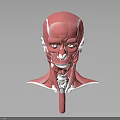 3D Human Head and Neck Muscle Anatomy Model Showing Detailed Anatomical Structure
