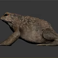 Detailed View of Brown Spotted Toad on Gray Background with Shiny Surface