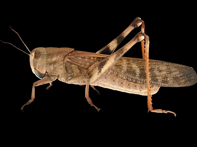Brown Flying Grasshopper with Long Legs and Textured Wings Isolated on Black Background 3d model