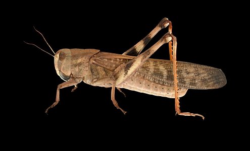 Modern Locust 3d model